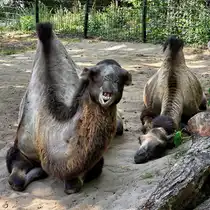 Anfang August 2026 habe ich im Zoo Dortmund diese beiden Trampeltiere fotografiert.