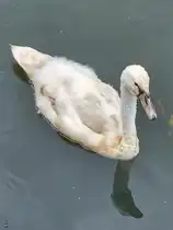 Ein junger Schwan auf Erkundungstour, so gesehen Mitte August 2026 in Hattingen.