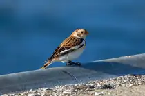 Schneeammer im fr�hen Herbst als Wintervorbote an der K�ste? - 27.09.2026

