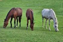 Drei Pferde grasen entspannt auf einer Koppel, so gesehen Anfang Oktober 2026 in Hattingen.