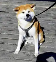 Japanischer Spitz, anerkannte Hunderasse, Sept.2026