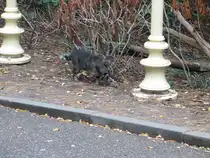 Auf diesem Foto wirst du eine der vielen Katzen sehen, die die Efteling bereichern. Den Namen kenne ich nicht, denn es k�nnte auch eine Katze von Anwohnern sein. Die Efteling ist n�mlich die Heimat von Gruppen streunender Katzen. Sie bekommen Futter, Pflege und andere Dinge, und im Gegenzug jagen diese Katzen M�use im und um den Park herum. Meistens findet man sie am Rande des Parks oder zwischen den B�schen. Ich hatte das Gl�ck, dass sie sich zuf�llig kurz gezeigt hat, f�r ein Foto. Aufgenommen am 21.10.2026, Ort: Efteling NL