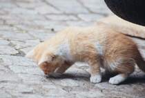 Kleine Katzche auf Erkundungstour im Juli 1993.