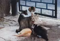 Jetzt sind die kleinen bei Ihren Eltern im Juli 1993. Das Streicheln der kleinen scheint der Katzenmutter nicht gefallen zu haben.