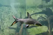 Eine Haibarbe (Balantiocheilos melanopterus) am 12.12.2009 im Zoo-Aquarium Berlin.