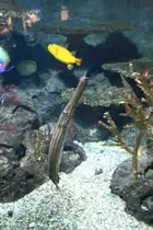 Pazifischer Trompetenfisch (Aulostomus chinensis) am 12.12.2009 im Zoo-Aquarium Berlin.