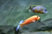 Roter Zebra-Maulbr�ter (Maylandia estherae), eine Buntbarschart aus dem Malawisee in Ostafrika, am 12.12.2009 im Zoo-Aquarium Berlin.