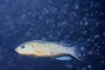 Soda-Buntbarsch (Alcolapia alcalicus), eine Buntbarschart aus den Salzseen in Ostafrika, am 12.12.2009 im Zoo-Aquarium Berlin.