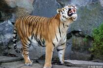 Sibirischer Tiger oder auch Amurtiger nach Zahnarztbesuch :-)