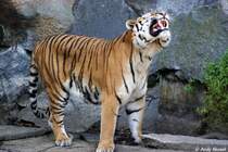 Sibirischer Tiger oder auch Amurtiger nach Zahnarztbesuch :-)