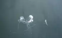 Malaienqualle (Sanderina malayensis) am 12.12.2009 im Zoo-Aquarium Berlin.