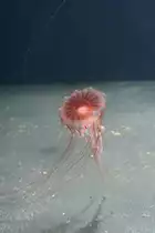 Kompassqualle (Chrysaora melanaster) am 12.12.2009 im Zoo-Aquarium Berlin.