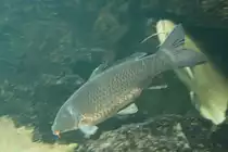 Ein Karpfen am 12.12.2009 im Zoo-Aquarium berlin.