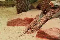 Gro�er Madagaskar-Baumleguan (Oplurus cuvieri) am 12.12.2009 im Zoo-Aquarium Berlin.