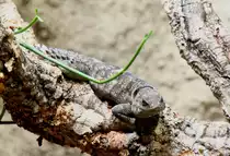 Gro�er Madagaskar-Baumleguan oder Cuviers Madagaskarleguan (Oplurus cuvieri) am 12.12.2009 im Zoo-Aquarium Berlin.