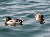 Enten im Gardasee I. Oktober 2009