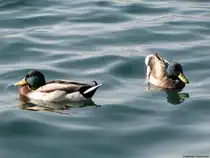 Enten im Gardasee I. Oktober 2009