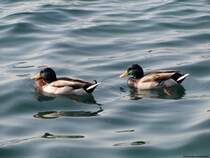 Enten im Gardasee II. Oktober 2009