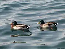 Enten im Gardasee II. Oktober 2009