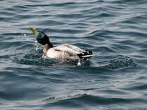 Nach dem Tauchen einmal schtteln. Gardasee, Oktober 2009