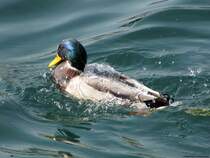 Hier kann man gut erkennen, wie das Wasser nach dem Tauchgang vom Gefieder abperlt. Gardasee, Oktober 2009