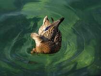 Kpfchen in das Wasser, Schwnzchen in die Hh';-)