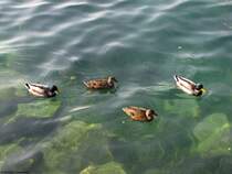 Alle (meine) Entchen schwimmen auf dem Gardasee. Oktober 2009