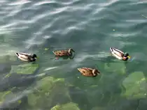 Alle (meine) Entchen schwimmen auf dem Gardasee. Oktober 2009