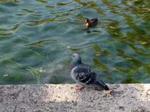 Spring ich oder spring ich nicht?