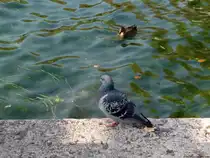 Spring ich oder spring ich nicht?