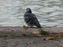Nachdenkliche Taube am Gardasee. Oktober 2009