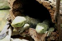 Zwei Salomonen-Wickelschwanzskinke oder auch Wickelskinke (Corucia zebrata) am 12.12.2009 im Zoo-Aquarium Berlin.
