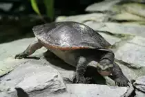 Rotbauch-Spitzkopfschildkr�te (Emydura subglobosa oder syn.: Emydura australis albertisii) am 12.12.2009 im Zoo-Aquarium Berlin.