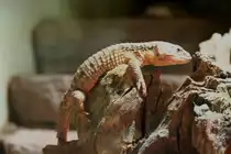 Tropische G�rtelschweif oder Tansania-Zwerg-G�rtelschweif (Cordylus c. tropidosternum) am 12.12.2009 im Zoo-Aquarium Berlin.