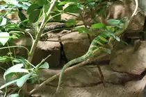 M�nnliches Jemencham�leon (Chamaeleo calyptratus) am 12.12.2009 im Zoo-Aquarium Berlin.