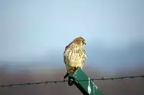 Ein Falke aufgenommen am 23.01.2010 beim Flughafen Z�rich