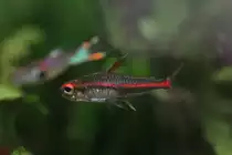 Ein Gl�hlichtsalmler (Hemigrammus erythrozonus) im Aquarium.