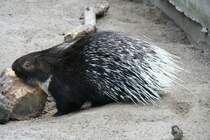 Weischwanz-Stachelschwein (Hystrix leucura Sykes) am 13.12.2009 im Tierpark Berlin.