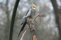 Nymphensittich (Nymphicus hollandicus) am 13.12.2009 im Tierpark Berlin.