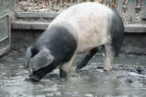 Schwbisch-Hllisches Schwein beim Whlen im berfrorenen Tmpel am 13.12.2009 im Tierpark Berlin.