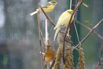 Ein kleine Gruppe von Gelbbrustgirlitzen (Serinus citrinipectus) am 13.12.2009 im Tierpark Berlin.