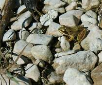 Als ich mich diesem Fr�schlein vorsichtig n�herte, hielt er kurz an und liess sich geduldig von mir fotografiern.
( August 2009)