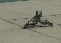 Turteltauben...
(September 2009)