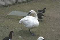 Trompeterschwan (Cygnus buccinator) am 13.12.2009 im Tierpark Berlin.
