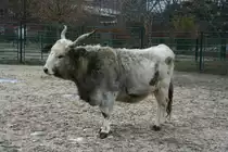 Ungarisches Steppenrind am 13.12.2009 im Tierpark Berlin.