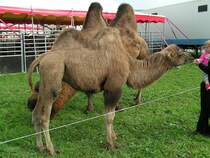  Kamelf�tterung ; keine Angst scheint diese junge Dame vor den zotteligen Zirkustieren zu haben; 090920