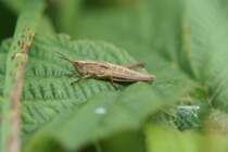 Grashpfer oder Heupferd