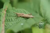 Grash�pfer oder Heupferd