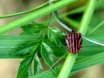 Streifenwanze(Feuerwanze, Graphosoma lineatum) 