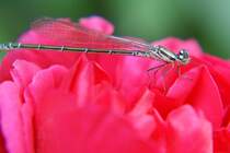 eine weibl. Hufeisenazurjungfer